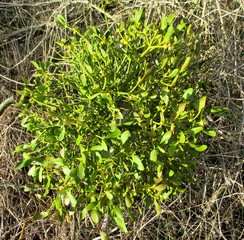 Mistletoe ball on a hay background  