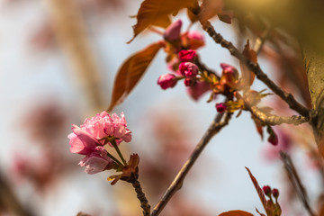 Branch of Prunus Kanzan cherry with pink double flowers and red leaves, close up.