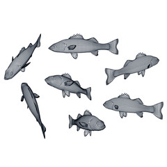 Striped bass fish polygonal lines illustration. Abstract vector fish on the white background