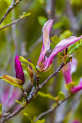 Magnolia flower bloom on background of blurry Magnolia flowers on Magnolia tree.