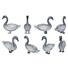 Goose polygonal lines illustration. Vector goose on the white background