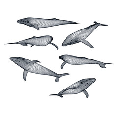 Humpback polygonal lines illustration. Abstract vector humpback on the white background