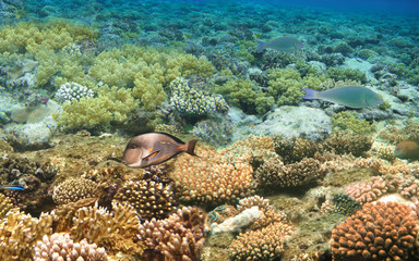 Underwater world. Coral fishes of Red sea.