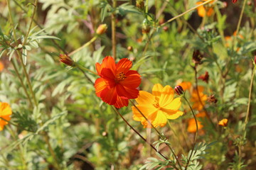 Fototapeta premium Flower