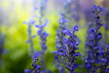 The background image of the colorful flowers