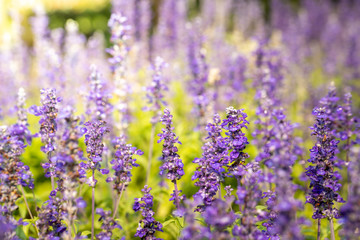 The background image of the colorful flowers