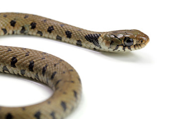 crawling snake isolated on a white background