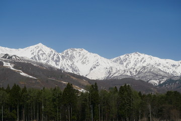 Obraz premium 長野・白馬 みそら野エリアから見た残雪の白馬三山