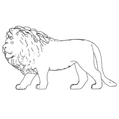 Lion lines illustration. Abstract vector lion on the white background