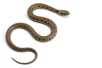 crawling snake isolated on a white background