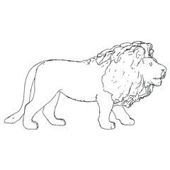 Lion lines illustration. Abstract vector lion on the white background