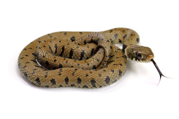 crawling snake isolated on a white background