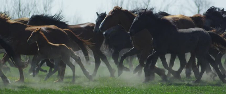 herd of horses rushes across the steppe