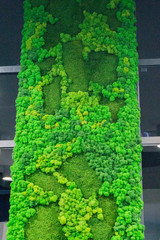 decorative green moss in a modern office on the wall