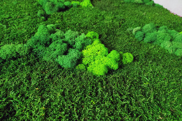 green moss for wall decor in the home and office