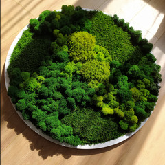 stabilized moss round panel in a white frame