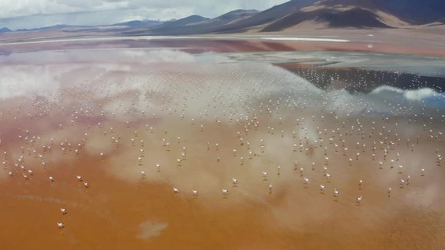 Flamingo in Laguna Colorada (Red Lagoon), Altiplano, Bolivia, 