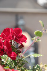 Red flowers