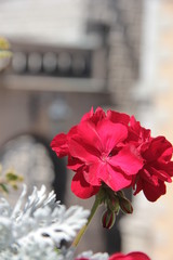 Red flowers