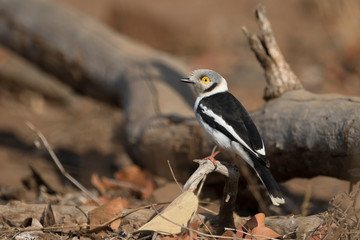 White-crested helmet shrike in south african natural park game reserve