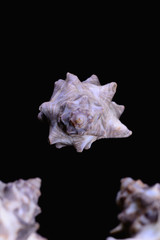 Murex sea shell on black background.