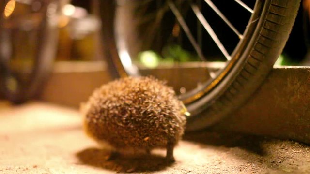 Little hedgehog walk in the park on the water wheel of a bicycle
