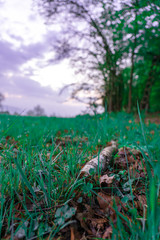 Wald Stock allein Gefühl Wiese Waldrand Verlassen 