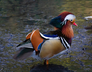 Beautiful and Colourful Mandarin Duck in Kelsey Park
