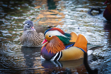 Beautiful and Colourful Mandarin Duck in Kelsey Park