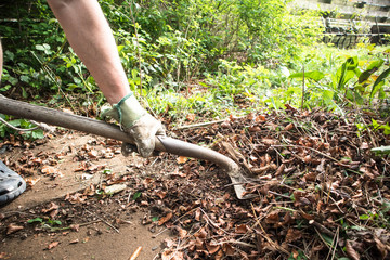 Man shovelling garden waste leaves with a shovel
