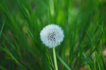 white dandelion with seeds close-up on a spotted blurred green background. dandelion on grass. abstract grassy background. shallow depth of field