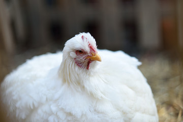 .White hen portrait in vegetable garden.