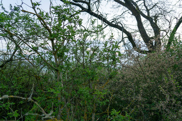Baum Strauch Wald Holz