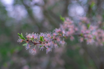 Blume Wiese Sonnenaufgang Wolken