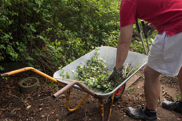 Man putting cut down leaves and foliage into a wheel barror in a garden