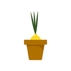  Vector illustration of a bulb in a flower pot on a white isolated background. Vegetable culture in the garden. Flat design of the item without filling. Vector and stock illustration.