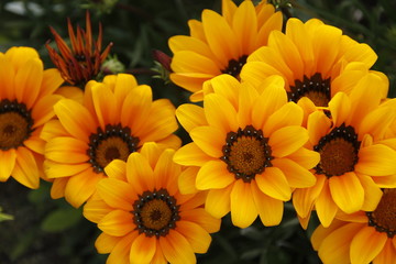 yellow flowers in the garden