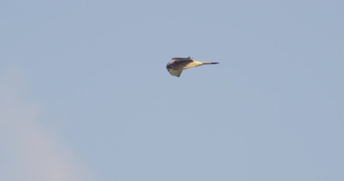 Bird of prey flying against blue sky, Cranborne Chase, Wiltshire, UK