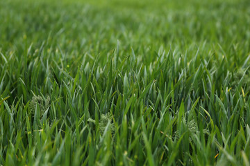 green grass in spring
