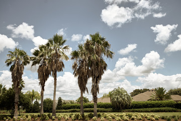 Obraz premium palm trees and blue sky