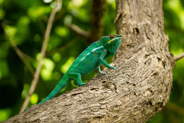 Naklejka na ściany i meble chameleon on a branch, reunion island