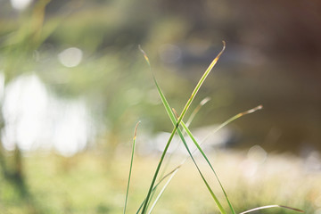 Sunset with beautiful reeds on the river bank: © Cubodeluz