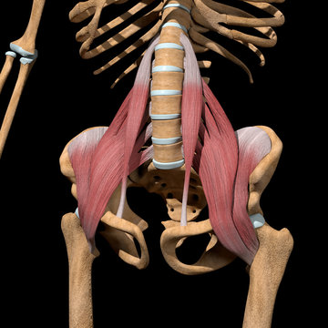 3d Illustration of the Hip Flexor Muscles on Skeleton