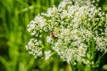 Bee in collecting nectar on meadow plants 