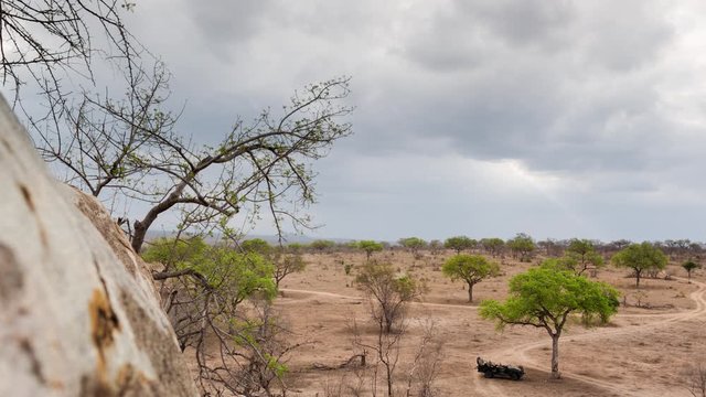 Slow linear push-in dolly timelapse of 4x4 safari vehicle on game drive in conservation reserve, on peaceful cloudy overcast day, spring season bring rain, wild animals (impala antelope) roaming free.