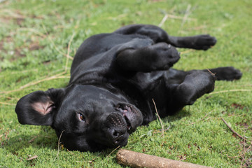 black Labrador playing with a stick on the lawn