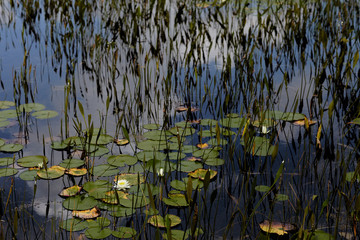 Water lilies