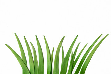 Long blades of green grass isolated on white background.