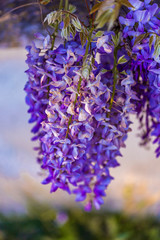 purple panicle tree is locally plant of japan, wisteria grown in İstanbul