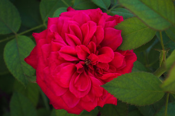 red dahlia flower